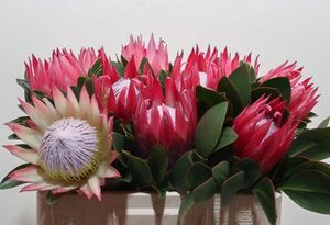 PROTEA MADIBA 50
